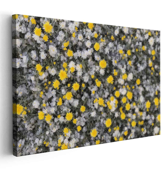 Vintage Daffodils #137