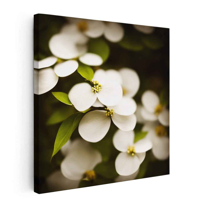 Ethereal Blossoms Symphony: Serene White Dogwood Flowers Canvas Art Print