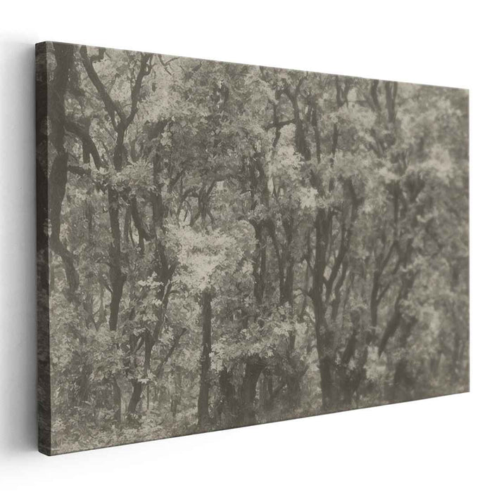 Shadows Whispering Among Trees: Monochromatic Forest Scene Canvas Art Print