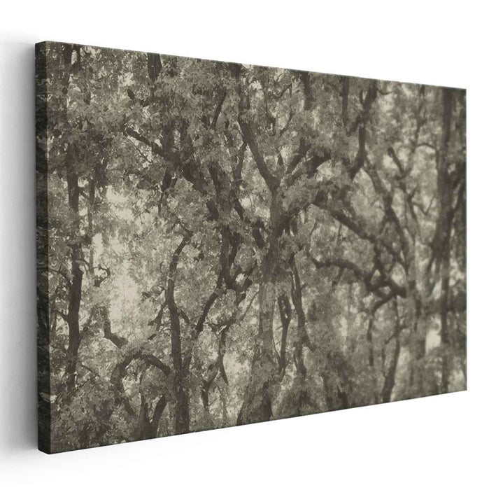 Shades of Canopy Symphony: Monochrome Forest Canopy Canvas Art