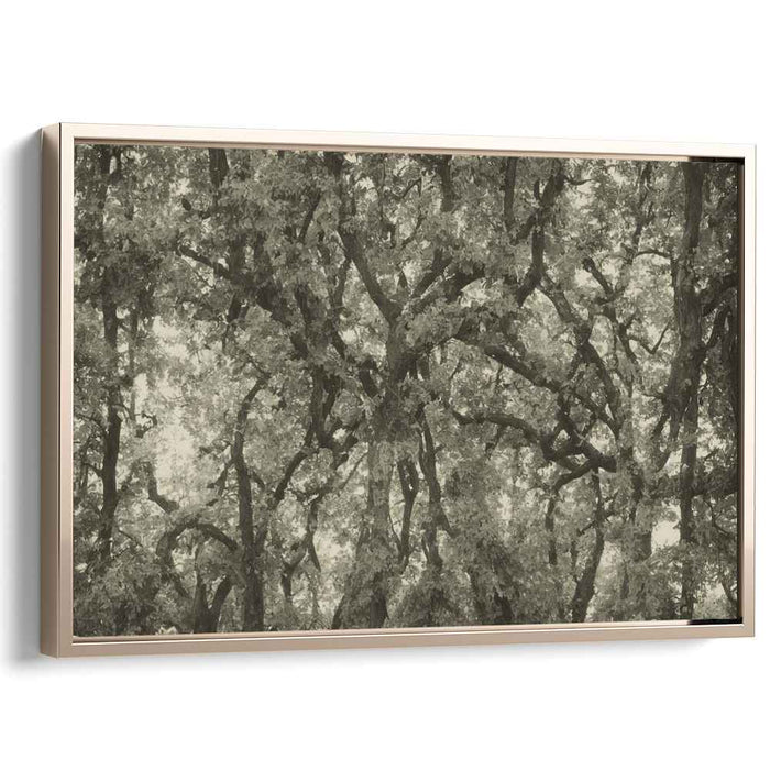 Shades of Canopy Symphony: Monochrome Forest Canopy Canvas Art