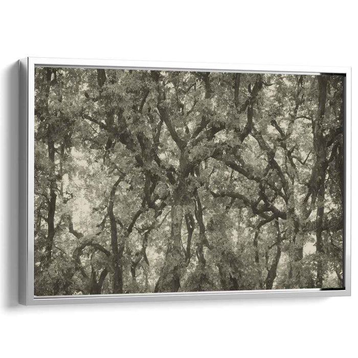 Shades of Canopy Symphony: Monochrome Forest Canopy Canvas Art