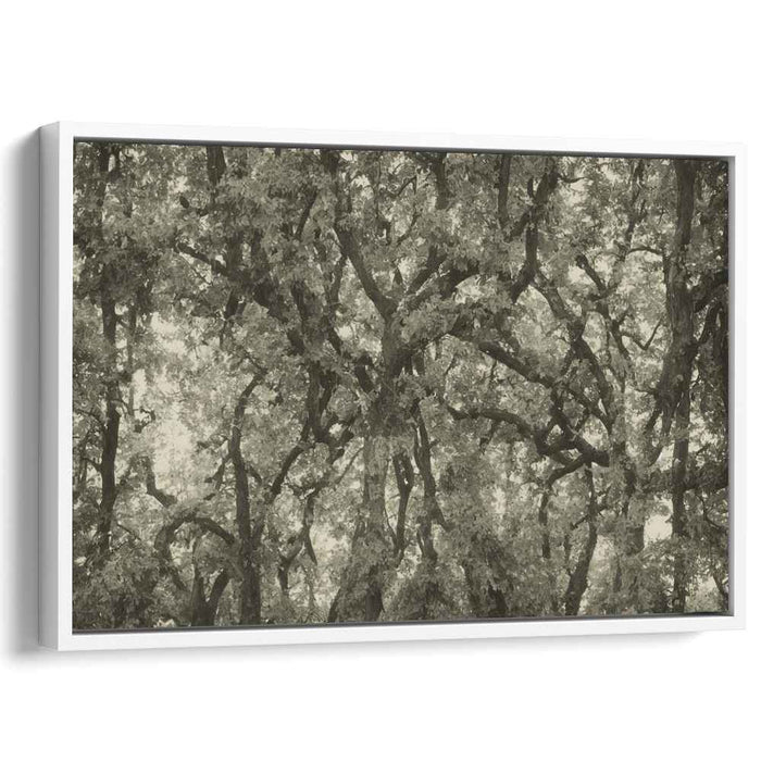 Shades of Canopy Symphony: Monochrome Forest Canopy Canvas Art
