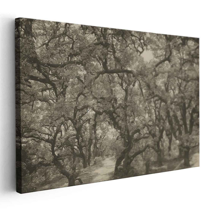 Fading Forest Trail: Sepia-Toned Woodland Path Canvas Art Print