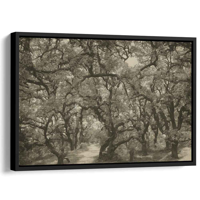 Fading Forest Trail: Sepia-Toned Woodland Path Canvas Art Print