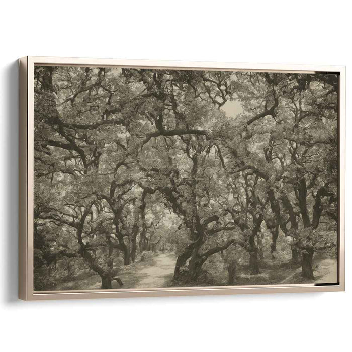 Fading Forest Trail: Sepia-Toned Woodland Path Canvas Art Print