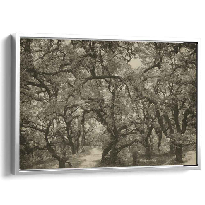 Fading Forest Trail: Sepia-Toned Woodland Path Canvas Art Print