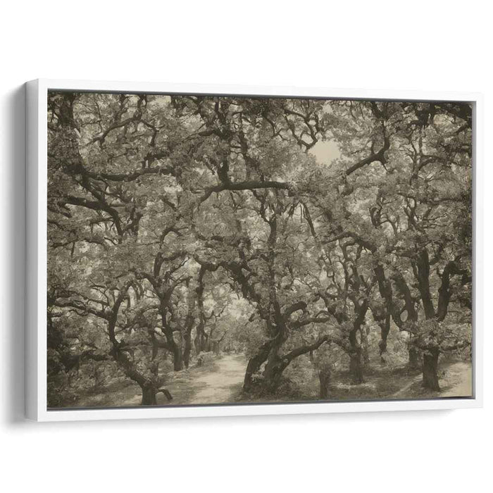 Fading Forest Trail: Sepia-Toned Woodland Path Canvas Art Print