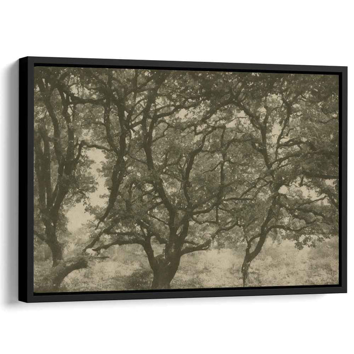 Sepia Woods Legacy: A Timeless Sepia Forest Canvas Art