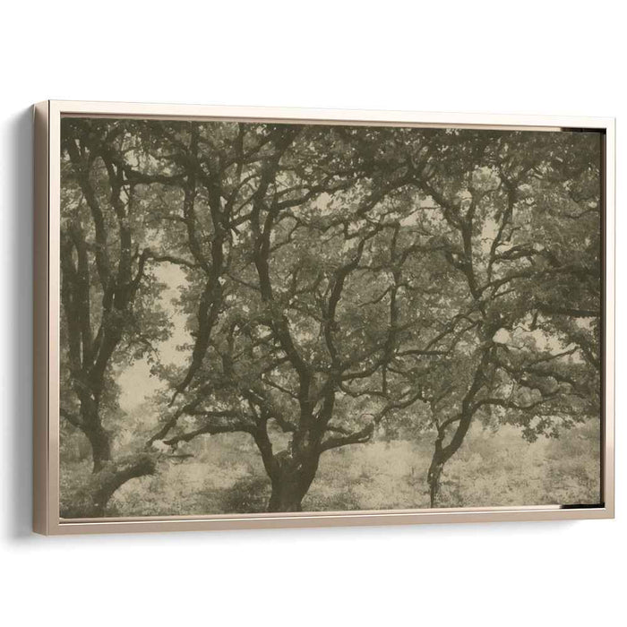 Sepia Woods Legacy: A Timeless Sepia Forest Canvas Art