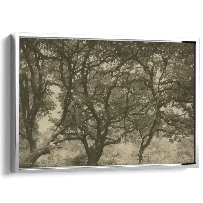Sepia Woods Legacy: A Timeless Sepia Forest Canvas Art