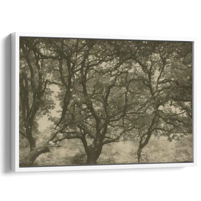 Sepia Woods Legacy: A Timeless Sepia Forest Canvas Art