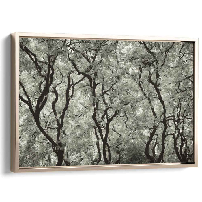 Eternal Whisper of the Ancient Woods: Monochrome Tree Canopy Art Print