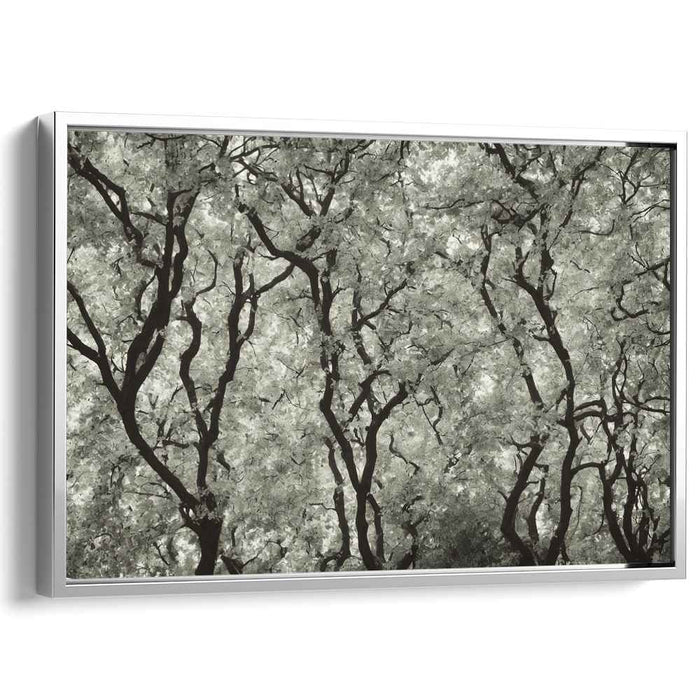 Eternal Whisper of the Ancient Woods: Monochrome Tree Canopy Art Print