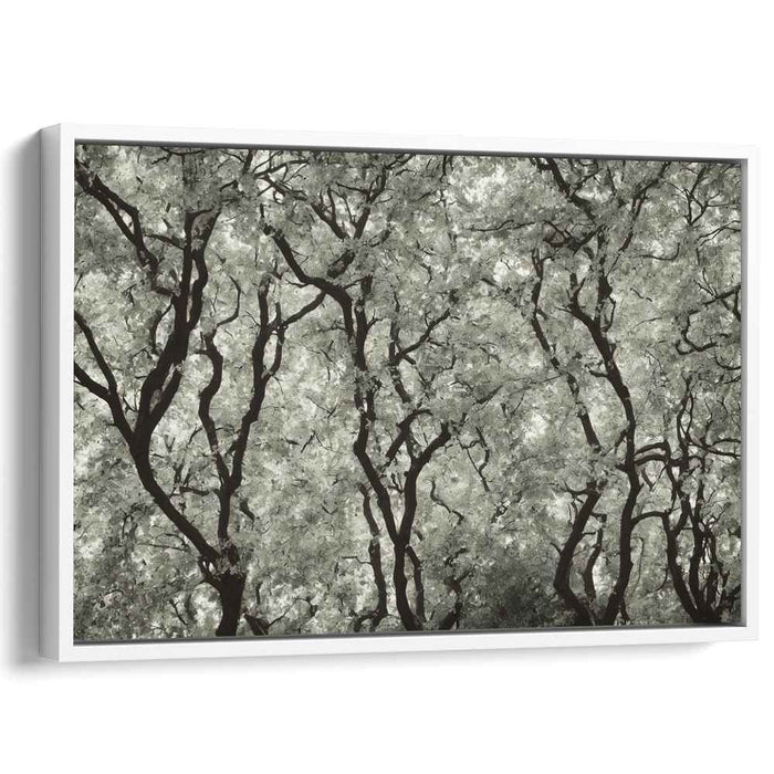 Eternal Whisper of the Ancient Woods: Monochrome Tree Canopy Art Print