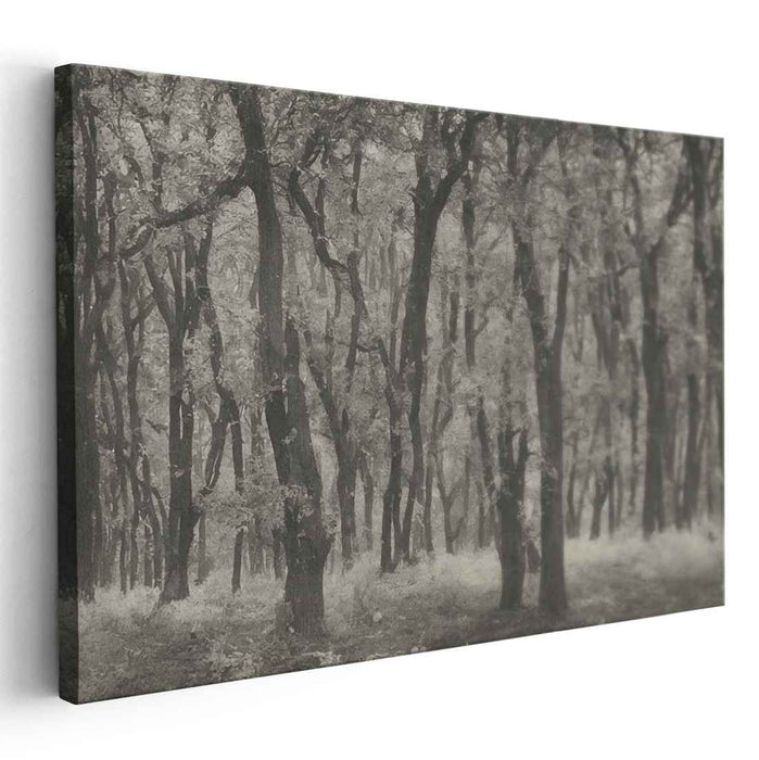 Shaded Canopy Silence: Monochromatic Woodland Scene Canvas Art Print