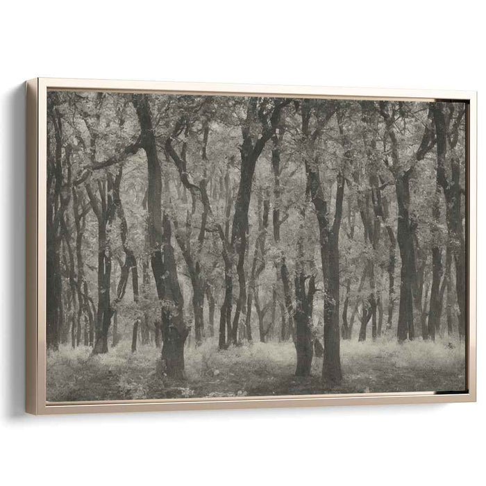 Shaded Canopy Silence: Monochromatic Woodland Scene Canvas Art Print