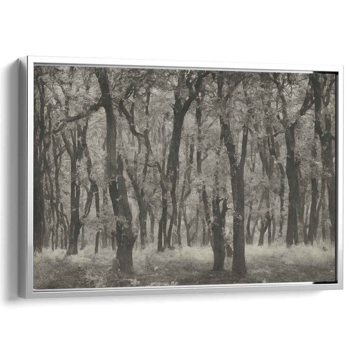 Shaded Canopy Silence: Monochromatic Woodland Scene Canvas Art Print