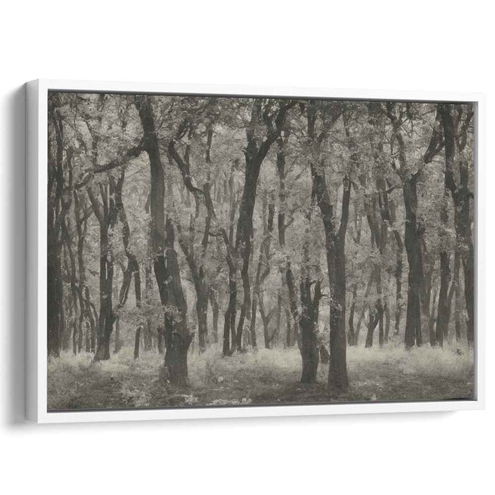 Shaded Canopy Silence: Monochromatic Woodland Scene Canvas Art Print