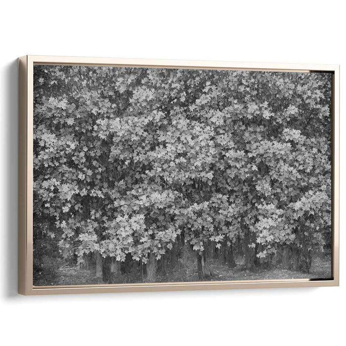Monochrome Harmony: A Study in Contrast and Light - Black and White Tree Photography Art Print