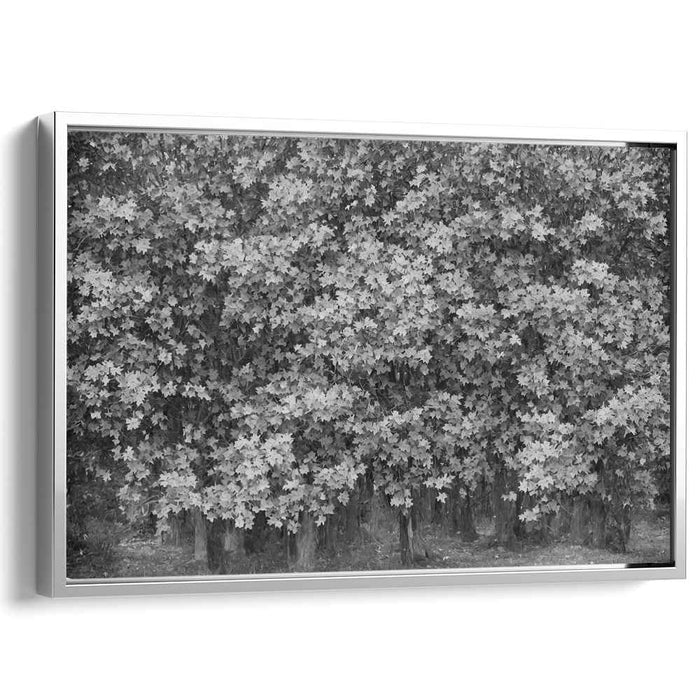 Monochrome Harmony: A Study in Contrast and Light - Black and White Tree Photography Art Print