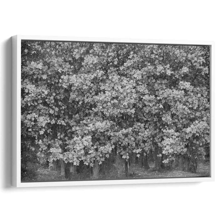 Monochrome Harmony: A Study in Contrast and Light - Black and White Tree Photography Art Print