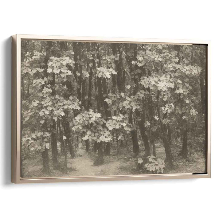 Antique Woodland Trail: A Sepia Toned Forest Path Canvas Art