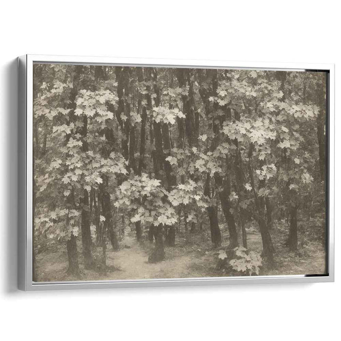 Antique Woodland Trail: A Sepia Toned Forest Path Canvas Art