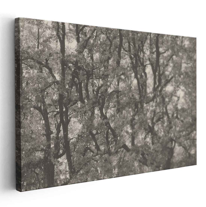 Vintage Woods Essence: Sepia-toned Forest Landscape Canvas Art Print
