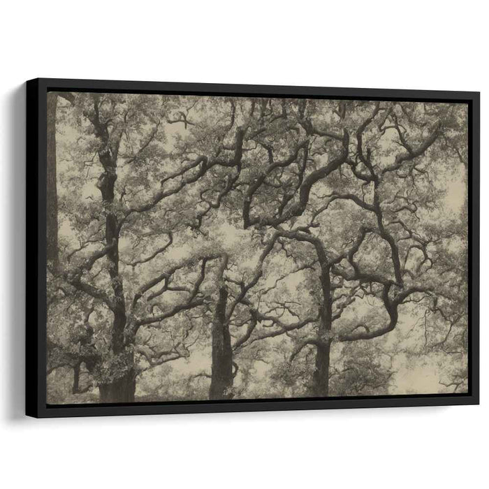 Fading Shadows Overgrowth: Sepia-Toned Tree Canopy Art Print