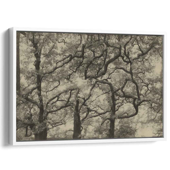 Fading Shadows Overgrowth: Sepia-Toned Tree Canopy Art Print