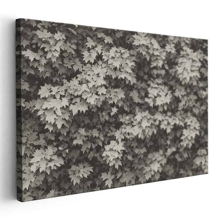 Monochrome Maple Leaves: A Textural Study in Grayscale