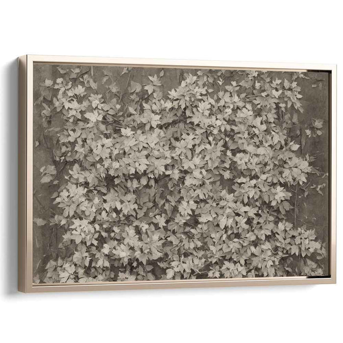 Ghostly Vines of Memory: Sepia-Toned Ivy Leaves Canvas Art Print