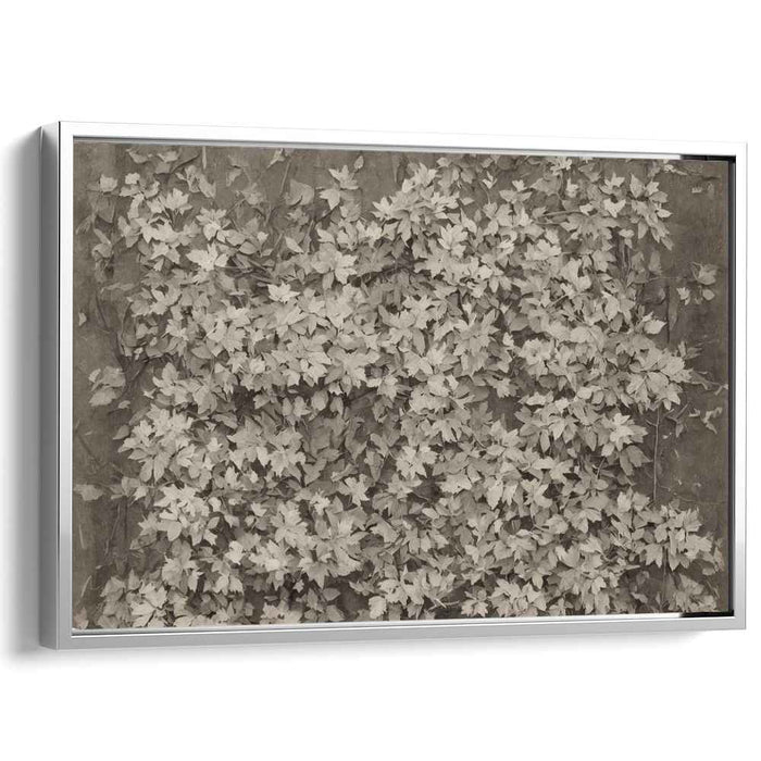 Ghostly Vines of Memory: Sepia-Toned Ivy Leaves Canvas Art Print
