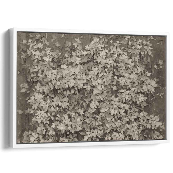 Ghostly Vines of Memory: Sepia-Toned Ivy Leaves Canvas Art Print