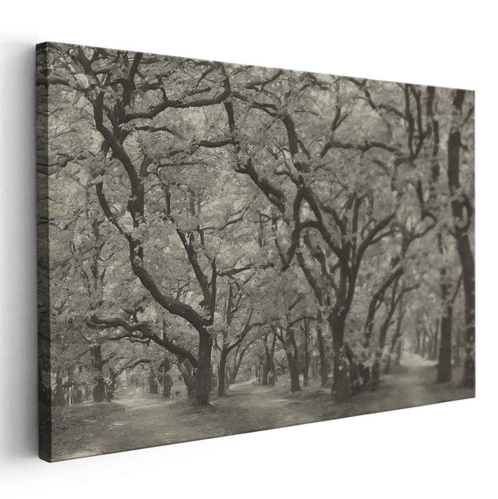 Ancient Shades of Monochrome: Timeless Black and White Woodland Photography