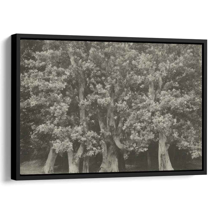 Fossil Forest Echoes: Monochrome Ancient Trees Canvas Art Print