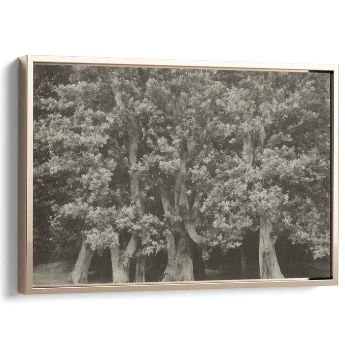 Fossil Forest Echoes: Monochrome Ancient Trees Canvas Art Print