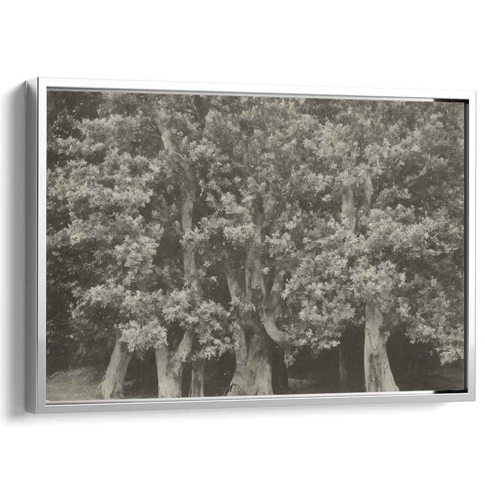 Fossil Forest Echoes: Monochrome Ancient Trees Canvas Art Print