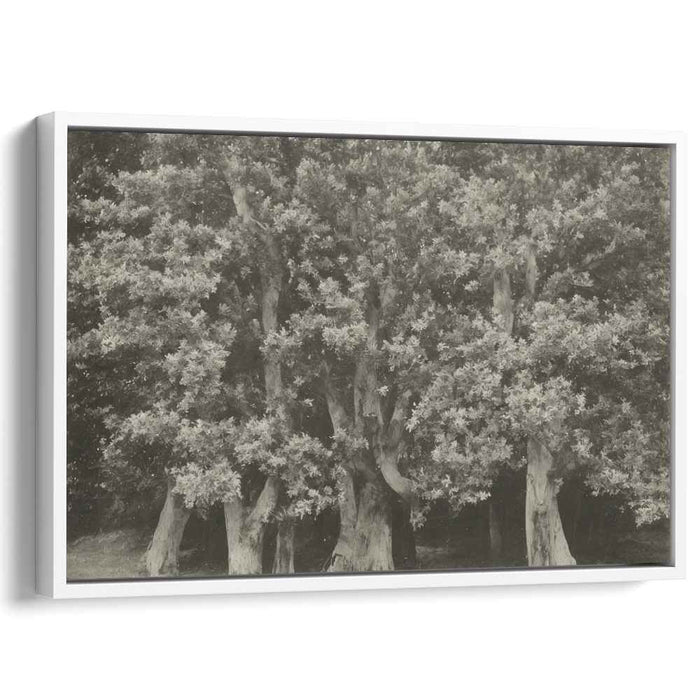 Fossil Forest Echoes: Monochrome Ancient Trees Canvas Art Print