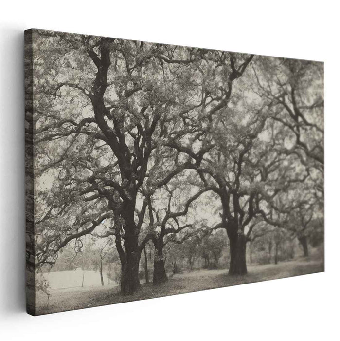 Timeless Canopy: Black and White Oak Grove Landscape