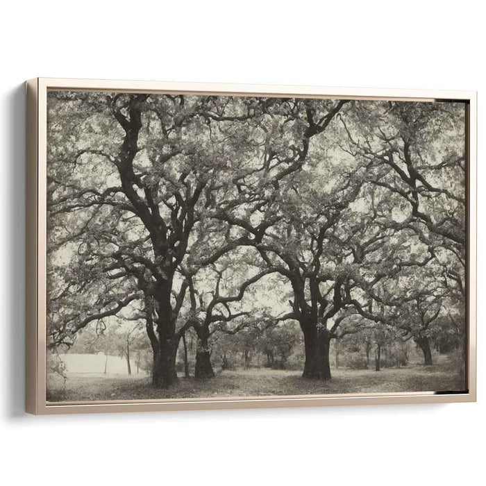 Timeless Canopy: Black and White Oak Grove Landscape