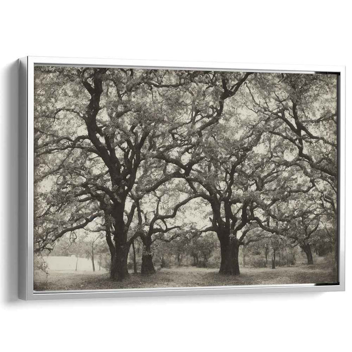 Timeless Canopy: Black and White Oak Grove Landscape