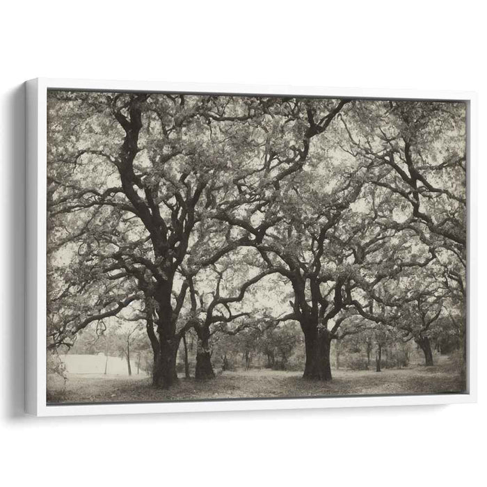 Timeless Canopy: Black and White Oak Grove Landscape