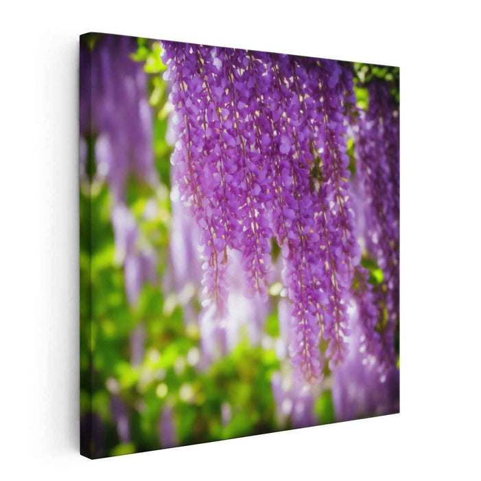Whispers Of Lilac Dreams: A Serene Wisteria Symphony Canvas Art