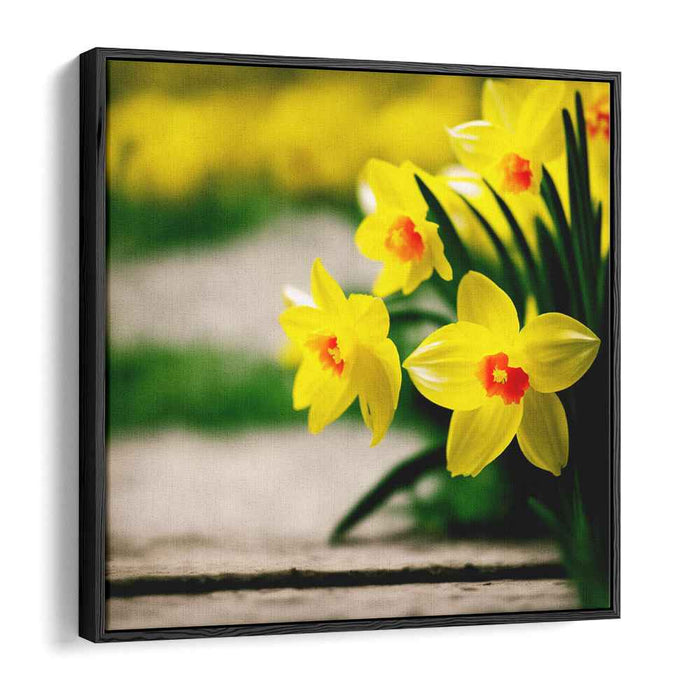 Sunny Petals Symphony: Vibrant Daffodils in Bloom Canvas Art Print