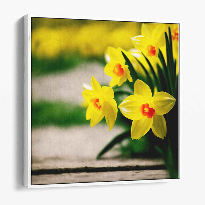 Sunny Petals Symphony: Vibrant Daffodils in Bloom Canvas Art Print