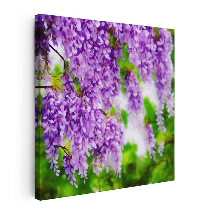 Wisteria Whisper: Serene Purple Blossoms in Bloom Canvas Art Print