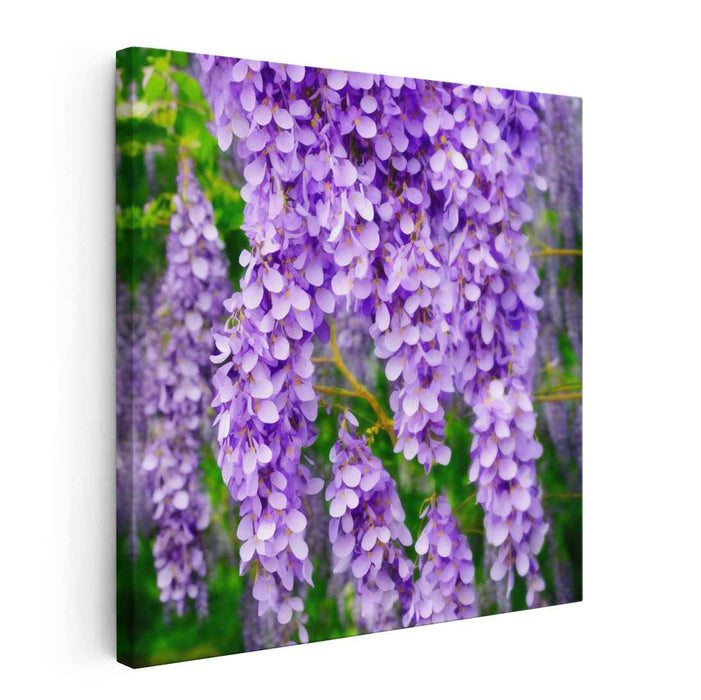 Whispers Of Purple Bloom: A Lush Wisteria Symphony Canvas Art Print