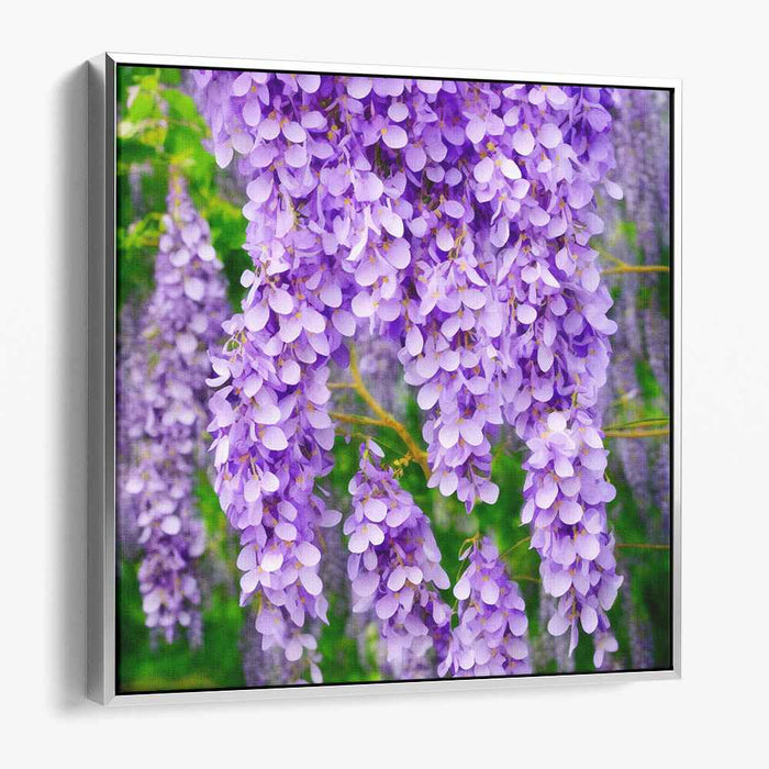 Whispers Of Purple Bloom: A Lush Wisteria Symphony Canvas Art Print